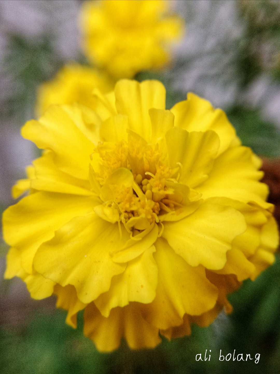 Marigold