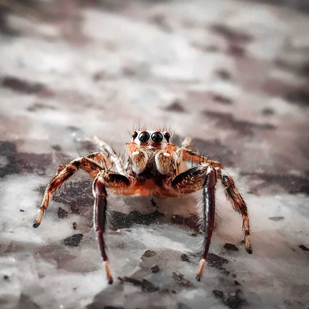 "Micro Without External Lens"