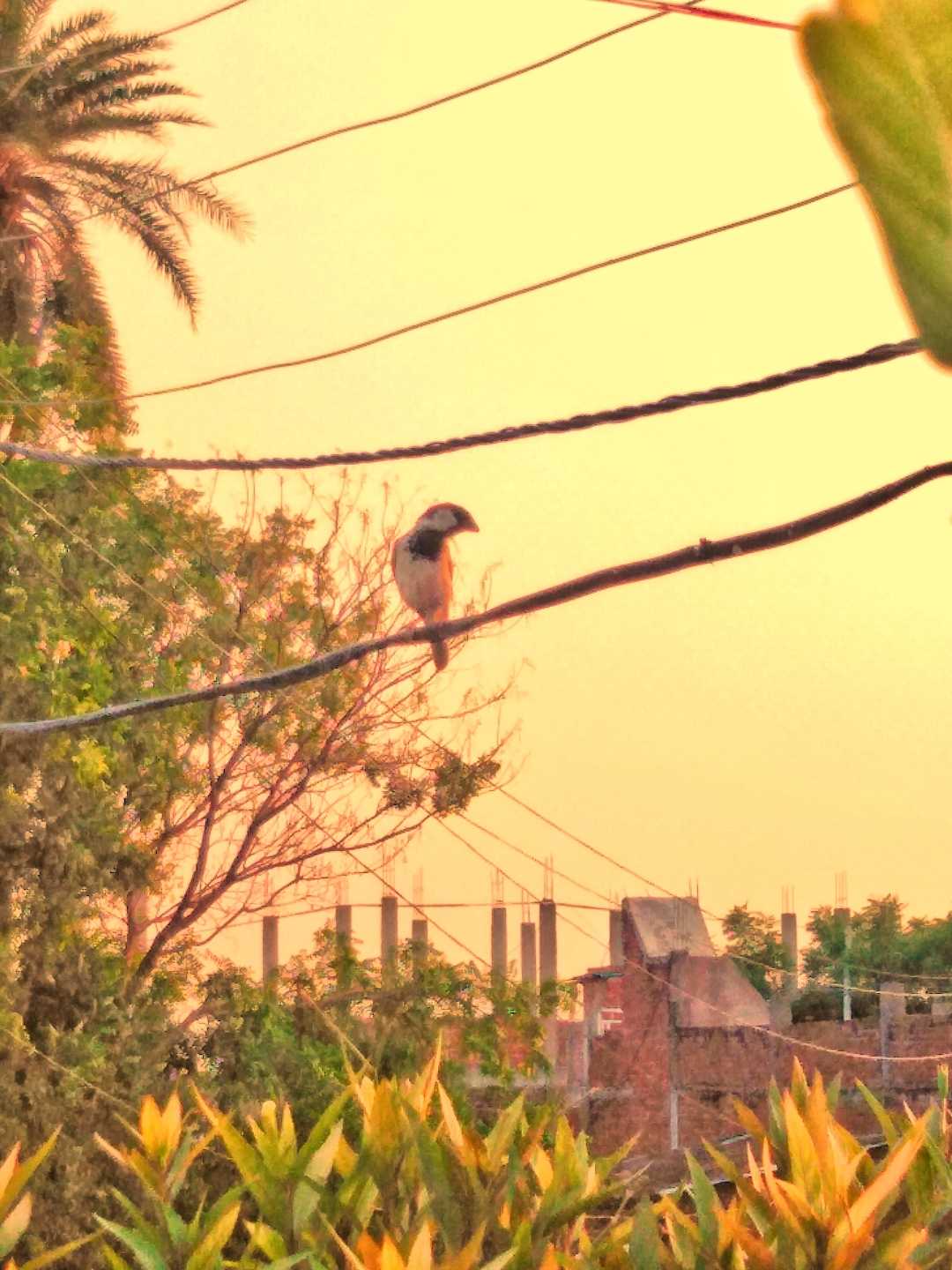 Rao Aryan Photography 