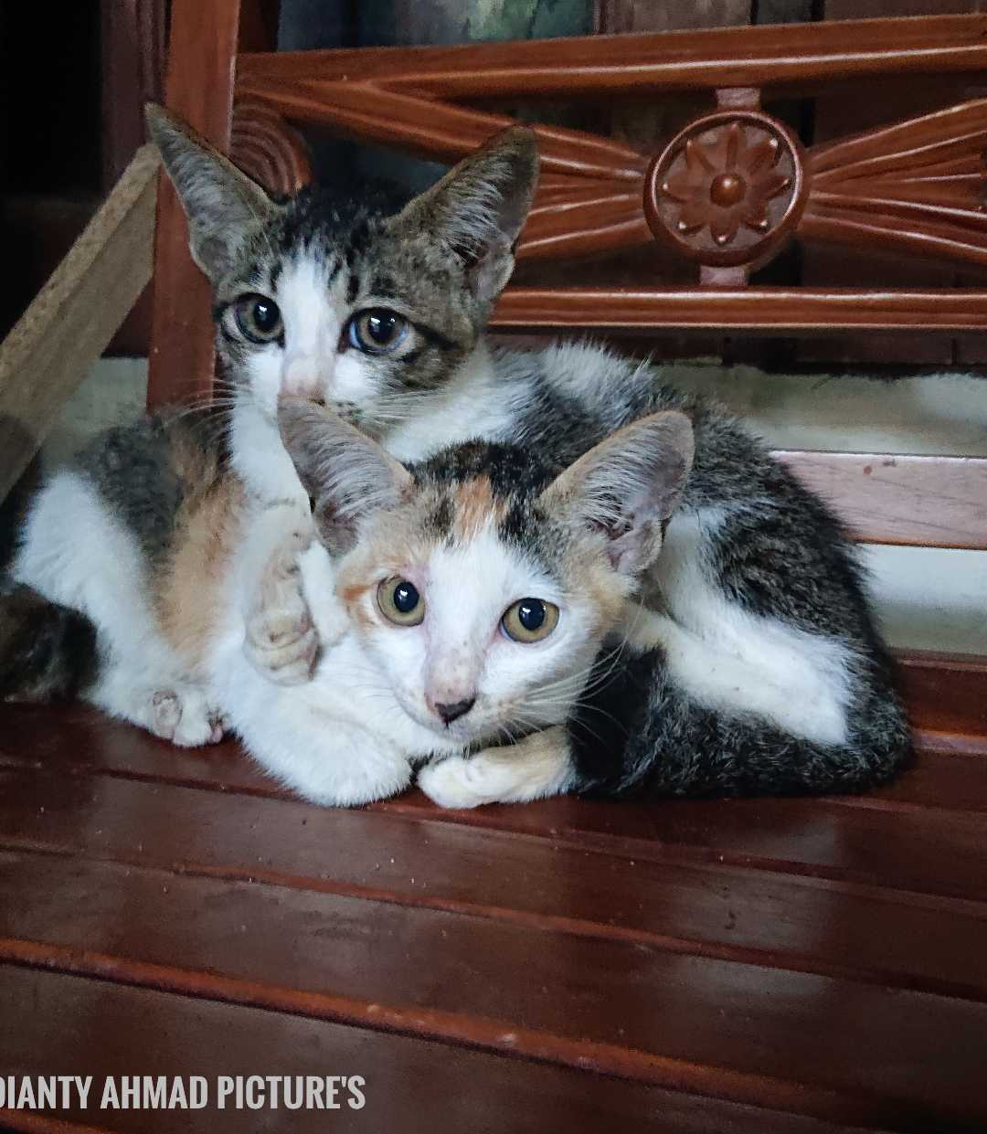 Kucing Kampung