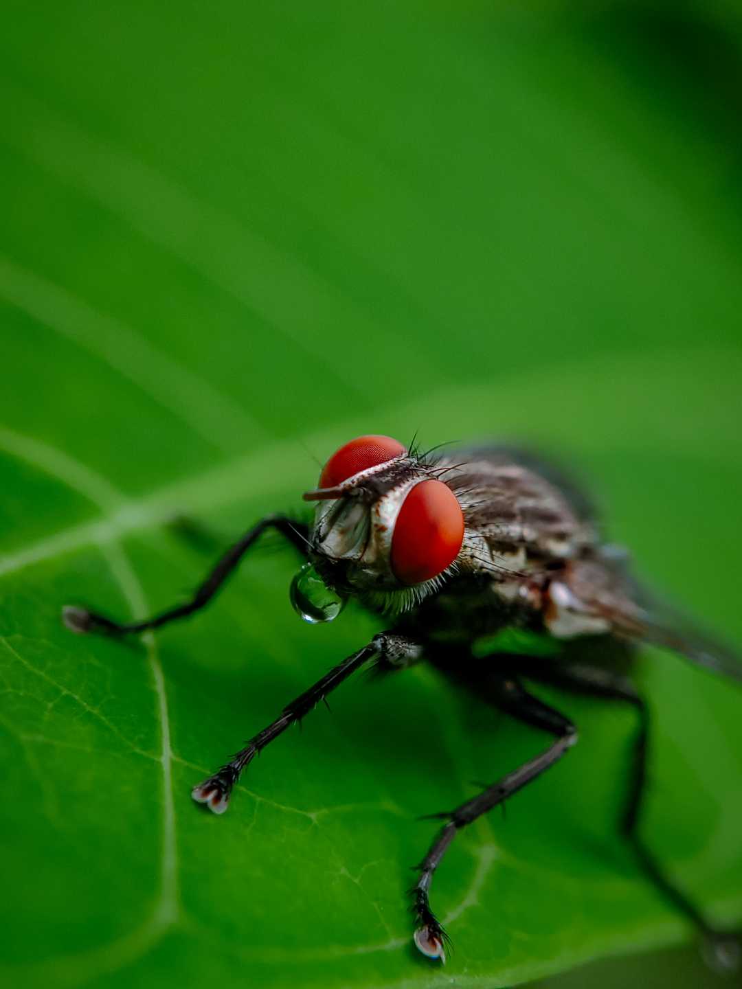 Macro