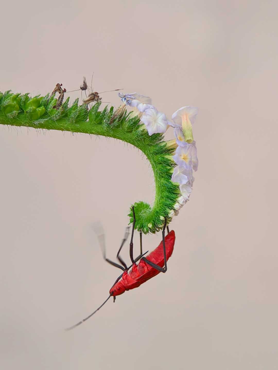 Beauty of macro