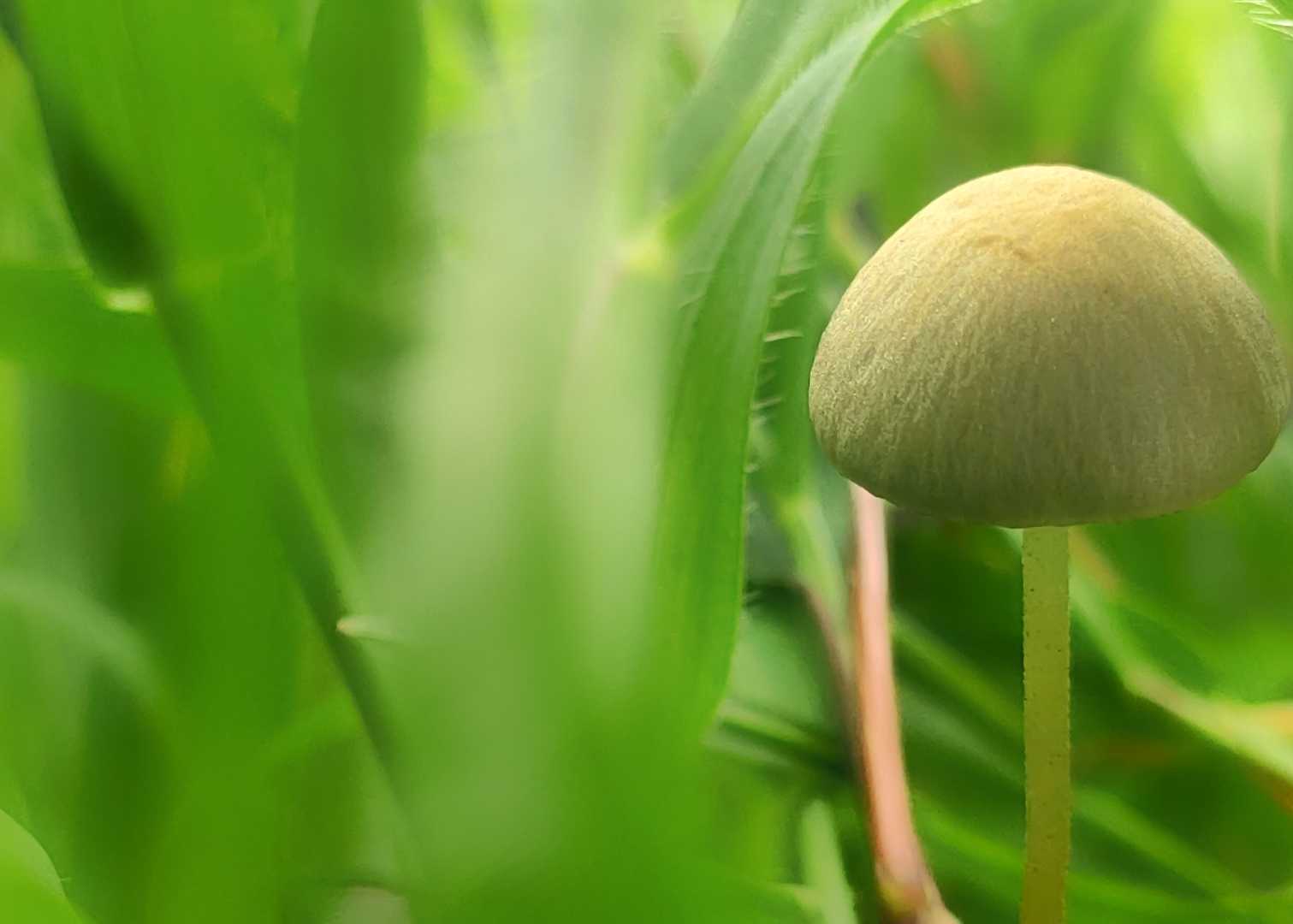 Panaeolus foenisecii,