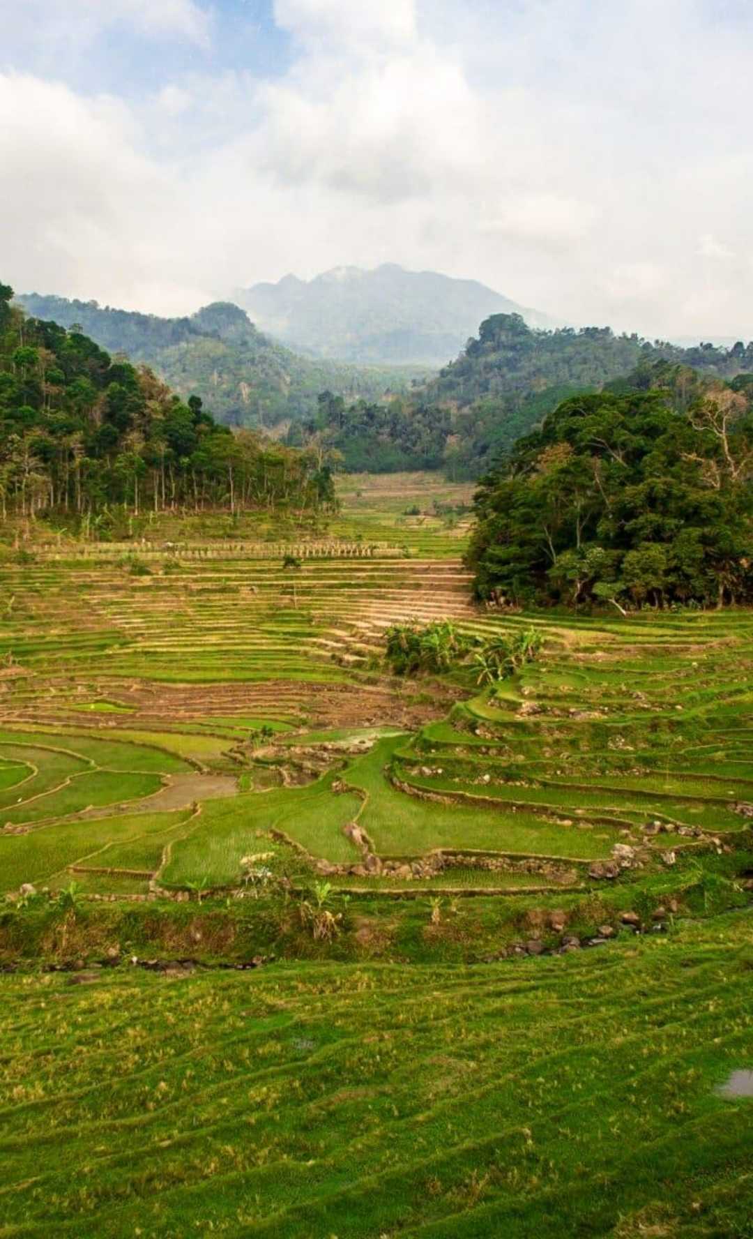 Ricefield