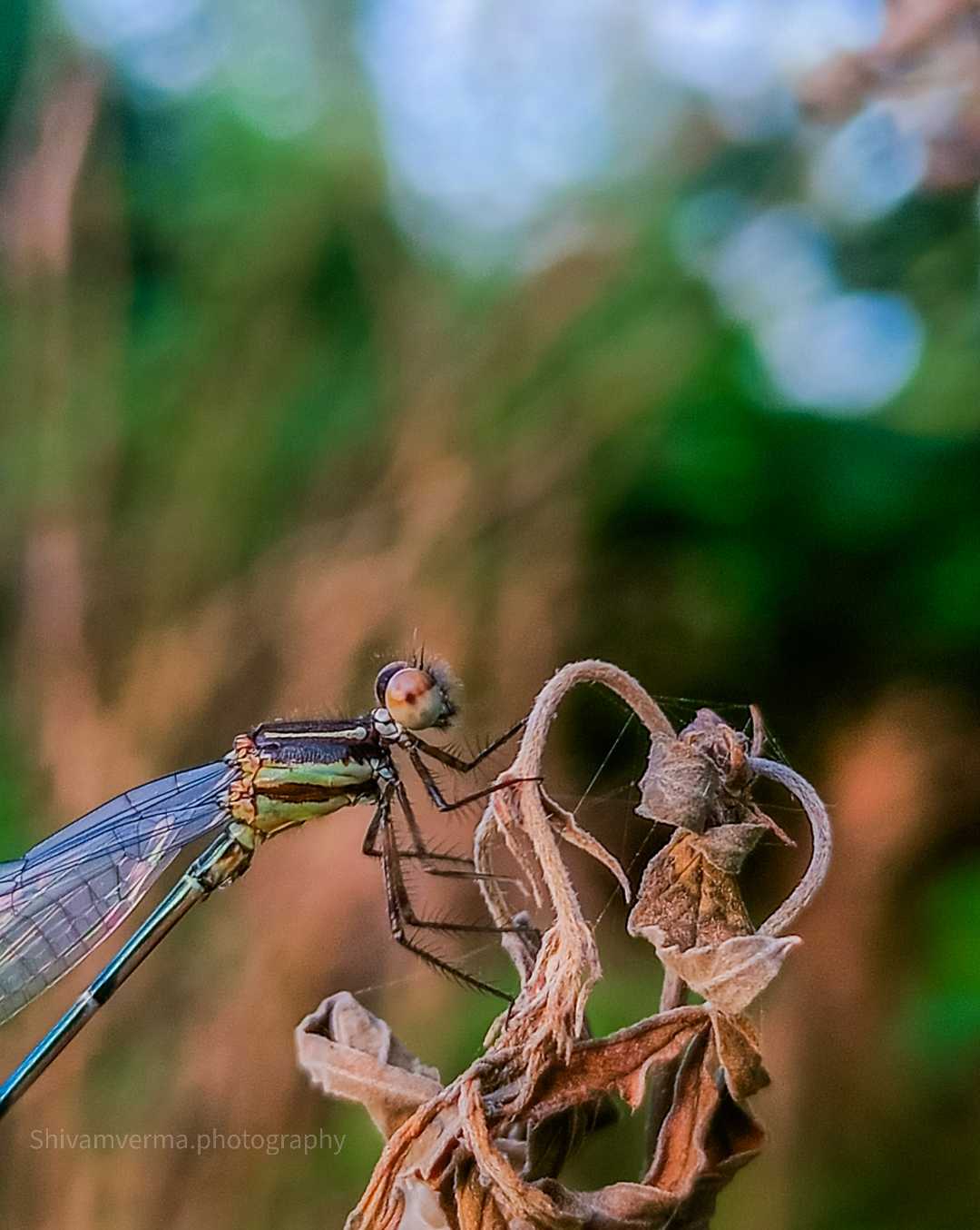 Demselfly 😆