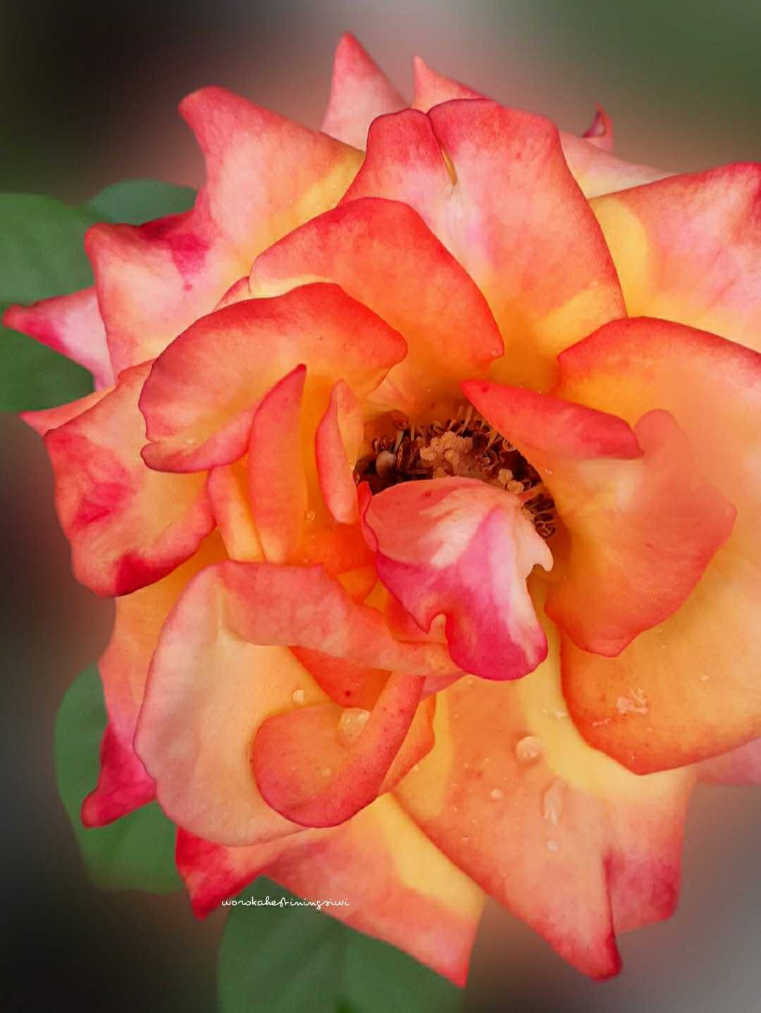 Macro Flower