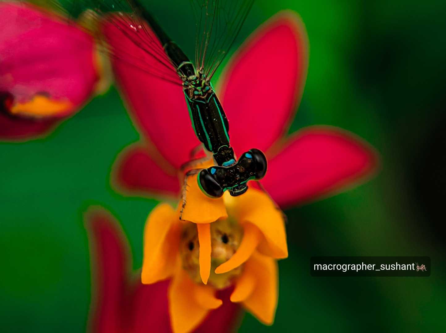 👉 Collecting honey from a Damselflie flower🦗🌻 👈