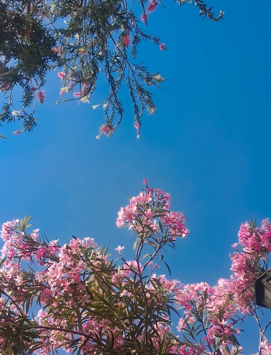 Nature's beauty 