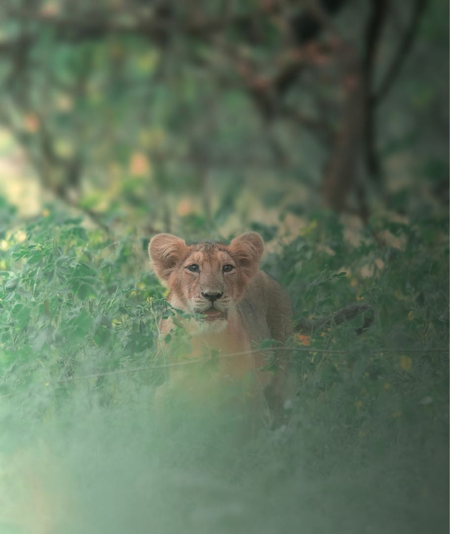 lion cub