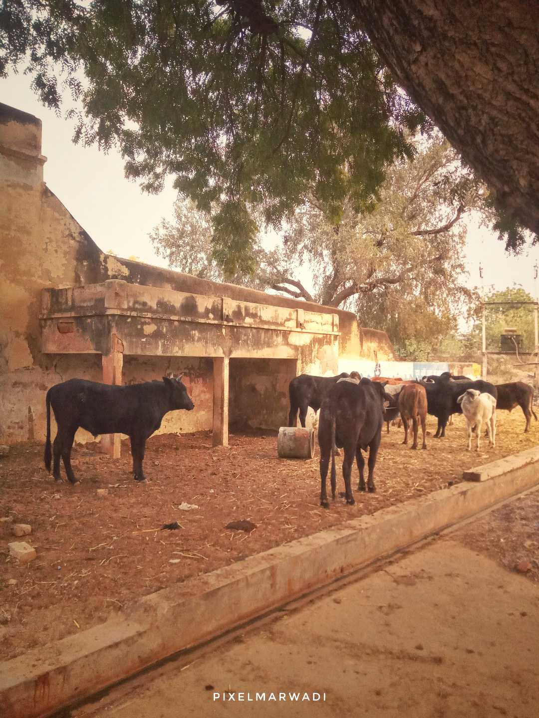 Street Cows🐄