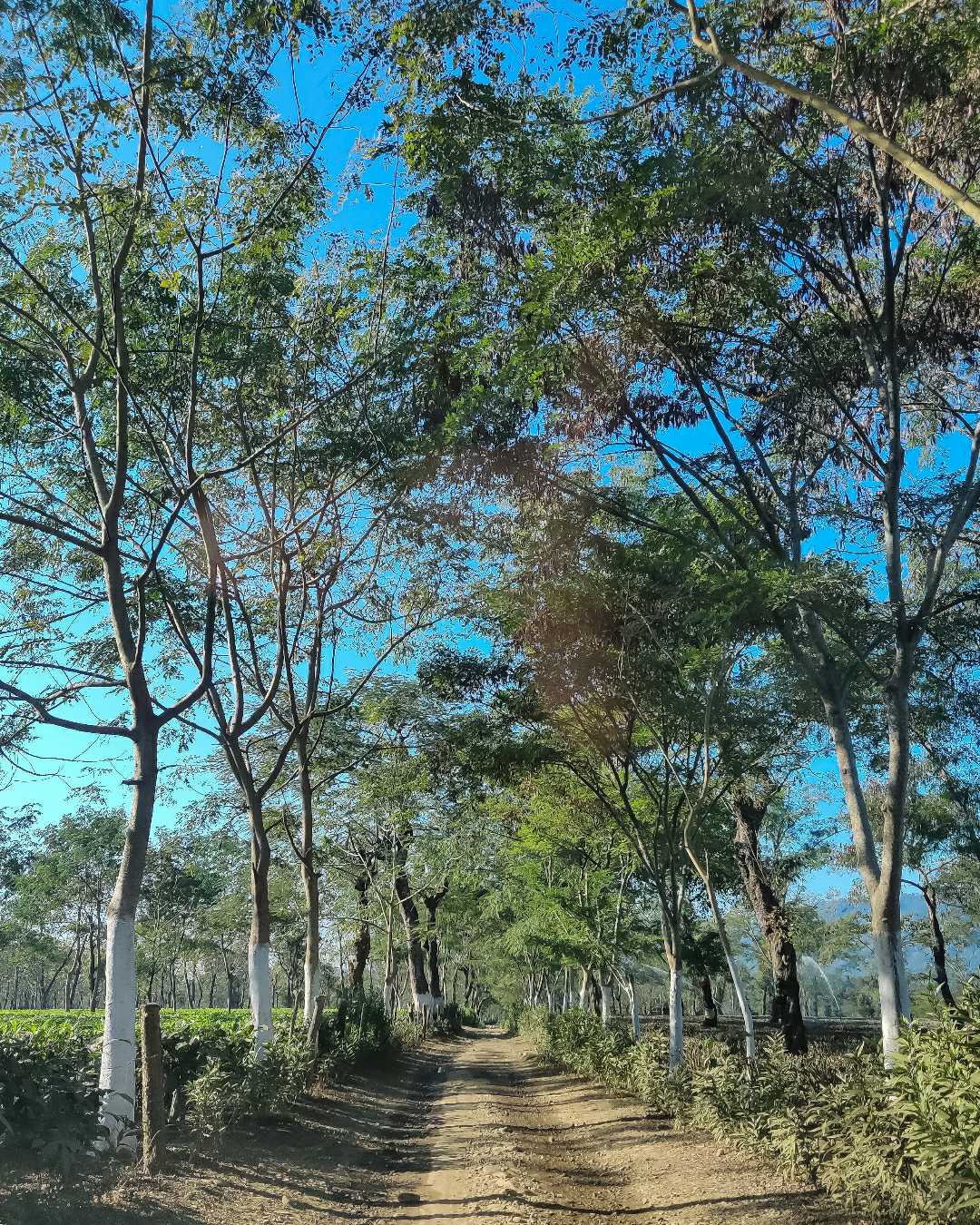 Kalain Tea Garden, Assam