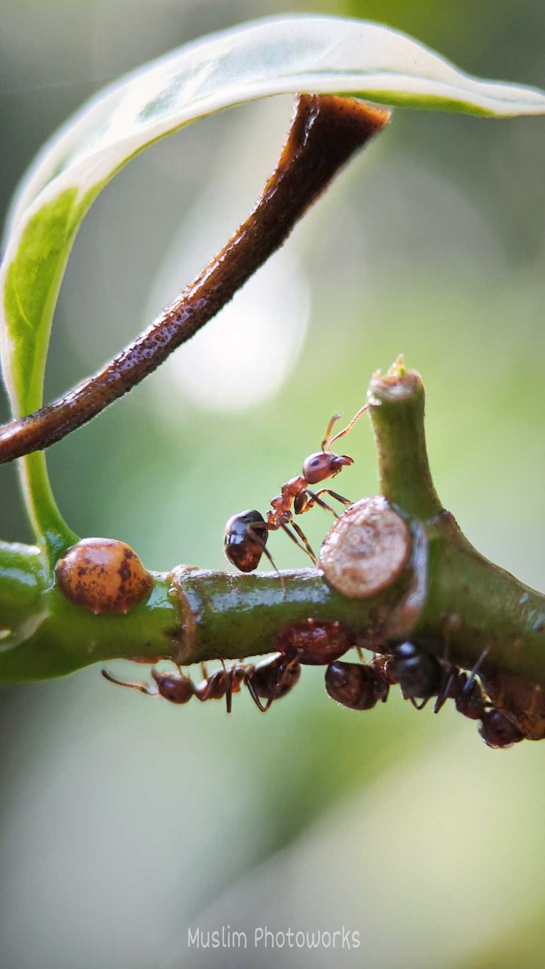 Red ant .....