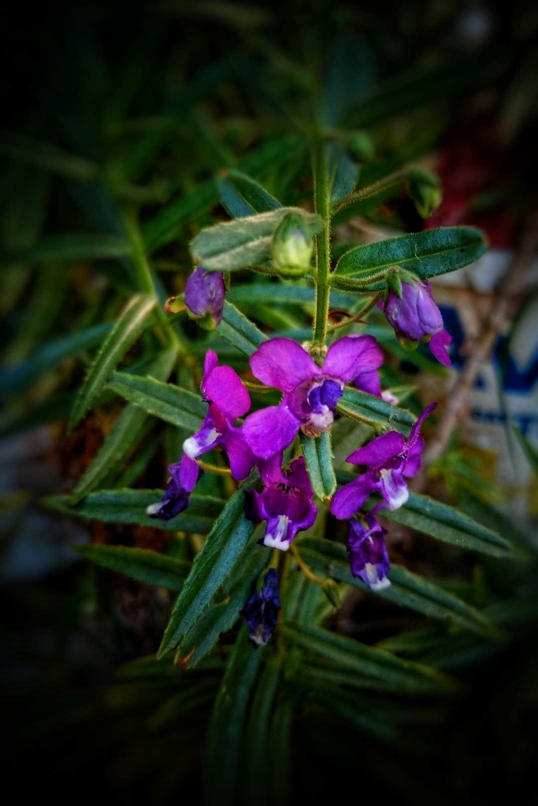 lavender