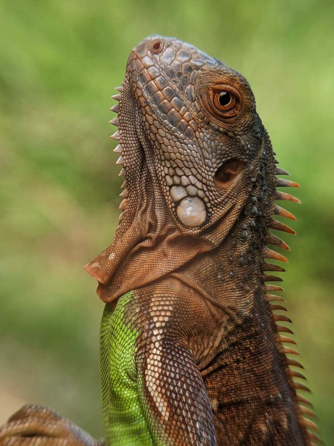 Iguana
