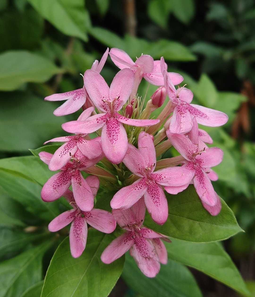 Ruspolia flower 