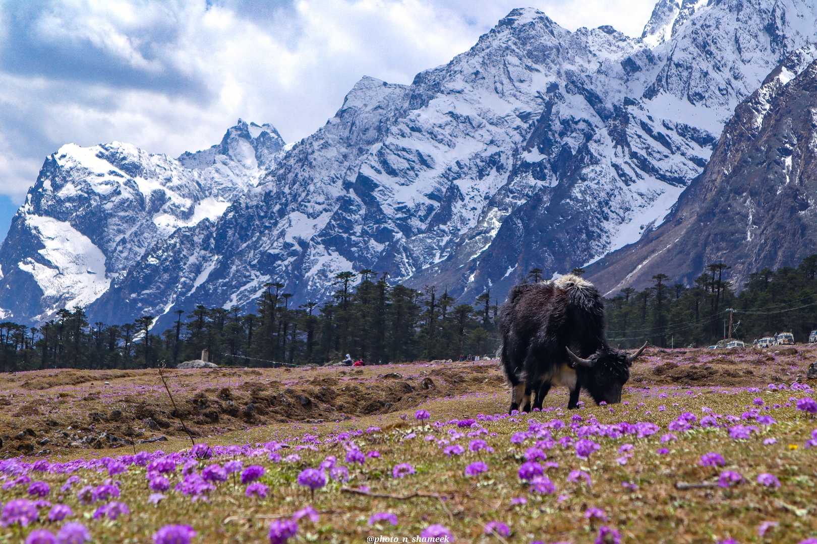 Yamthung Valley, filled with primula