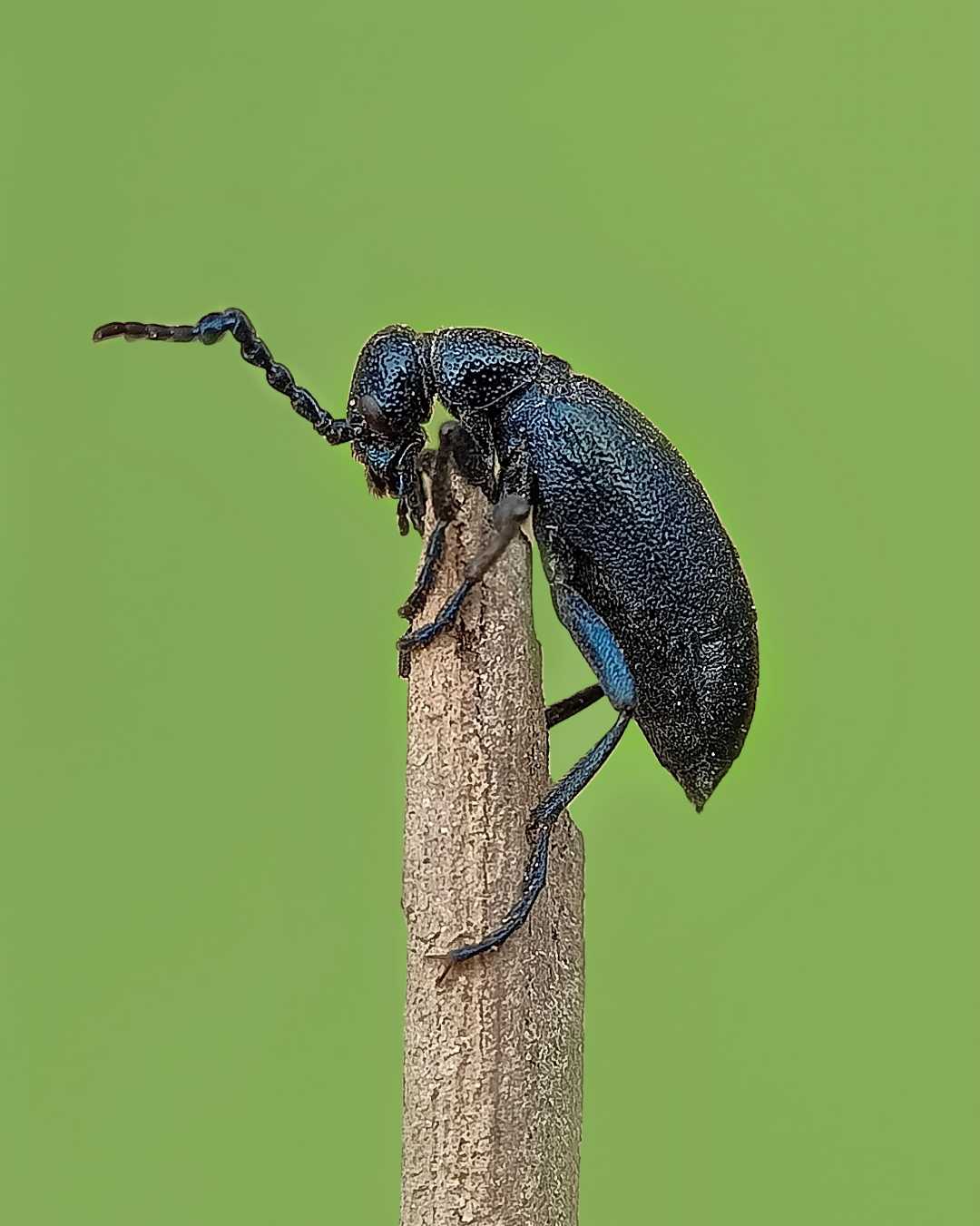 CYAENOLYTTA