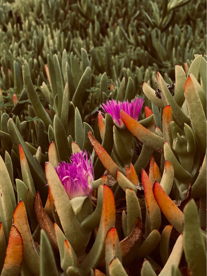 🌸💚🌸