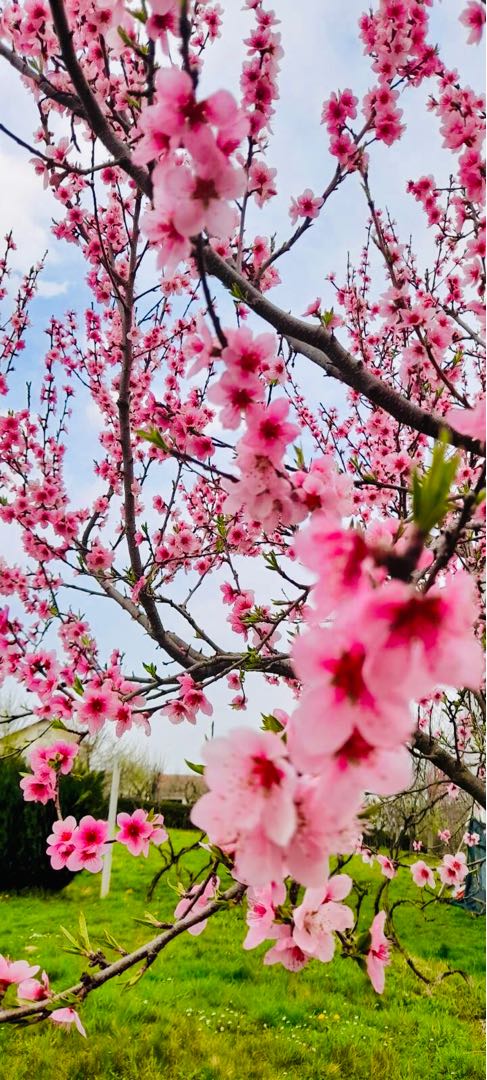 Spring is coming! 🌸 Home.