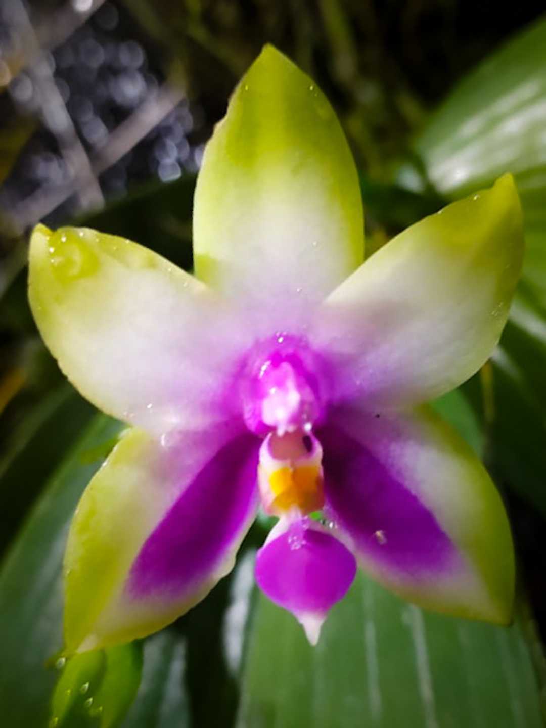 Phalaenopsis Bellina