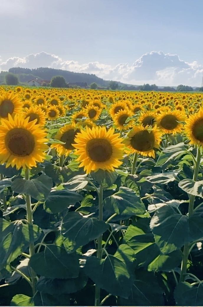 #PindleGem #Nature.🌻”In a world where you can be anything.. be yourself!” 🤍