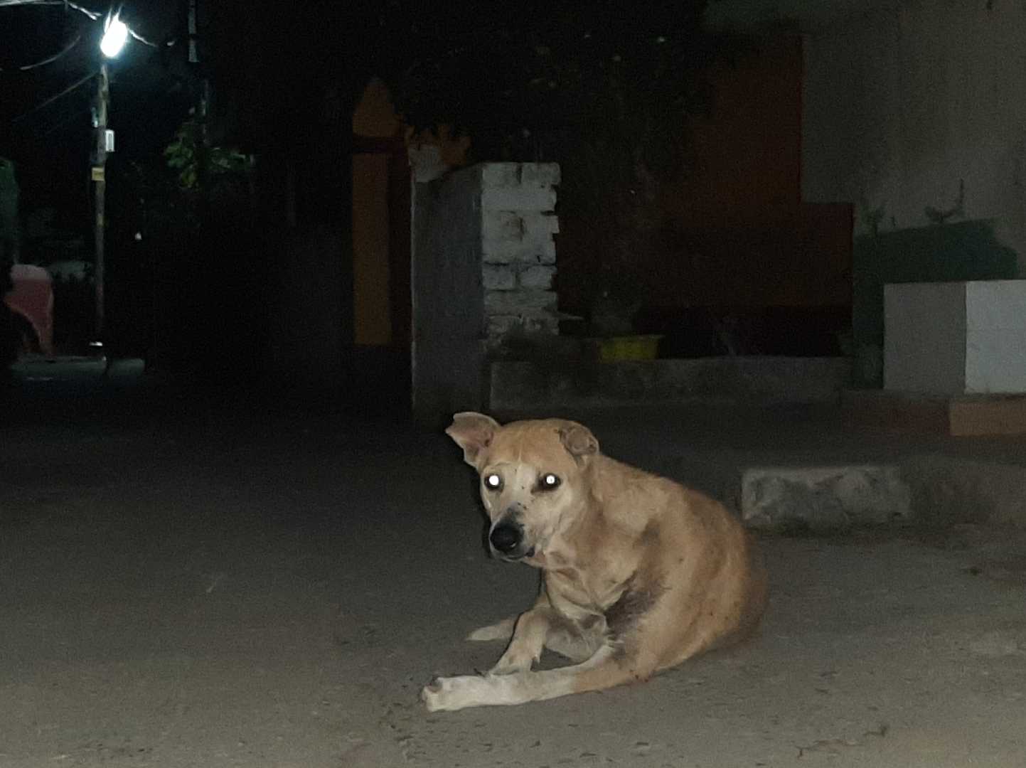 🐕