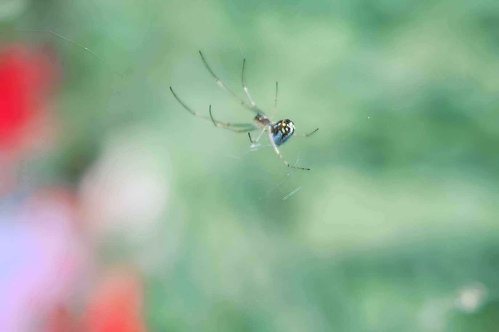 ORCHARD SPIDER