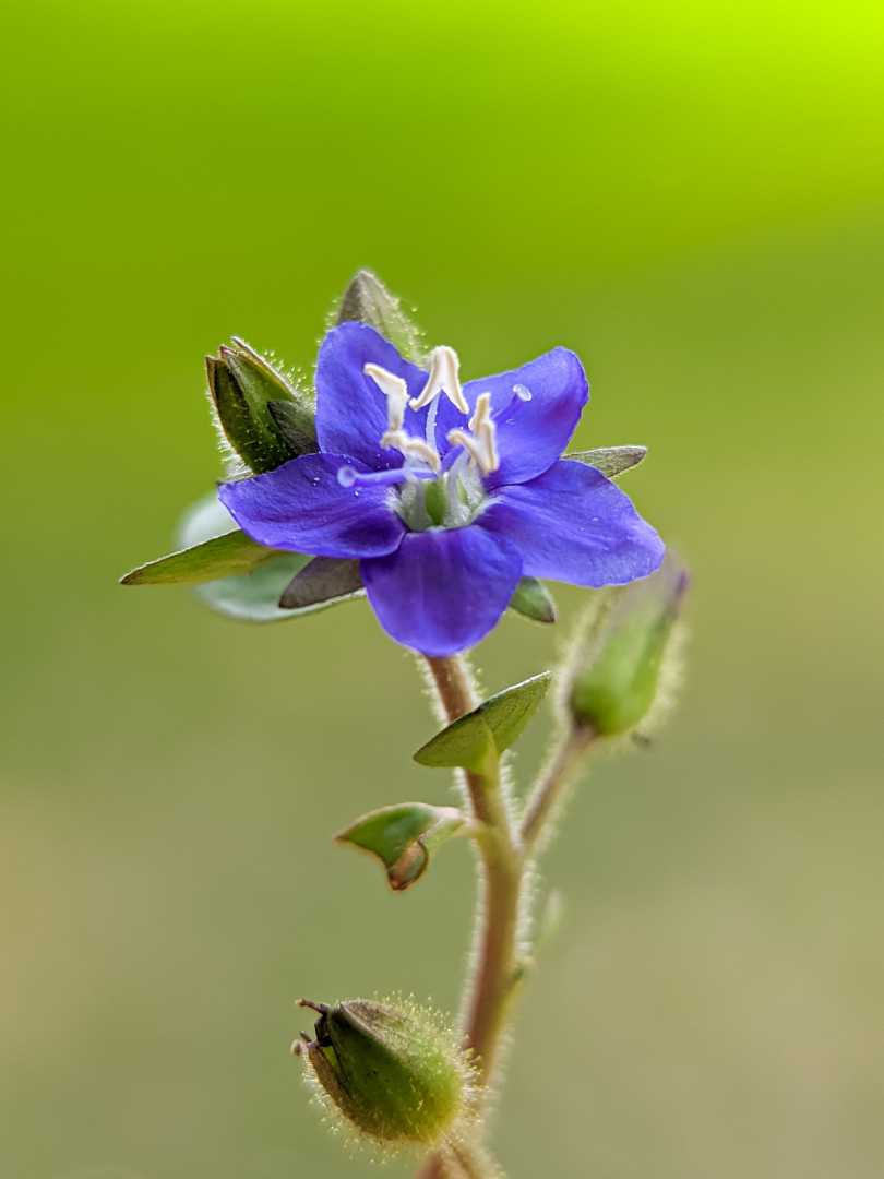 Hydrolea spinosa L.