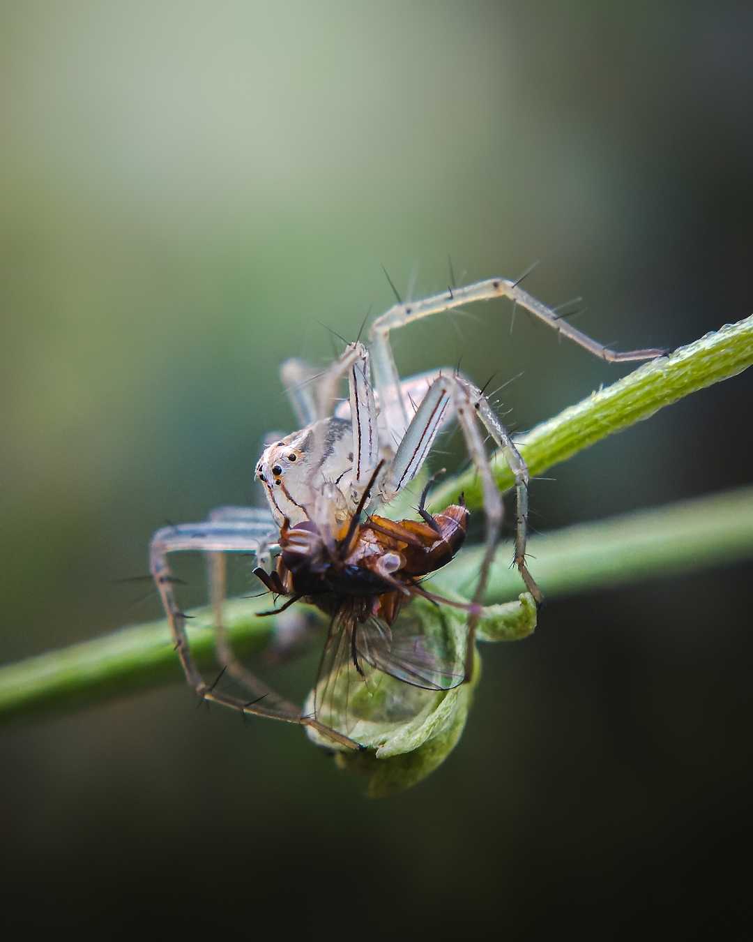 Lynx Spider