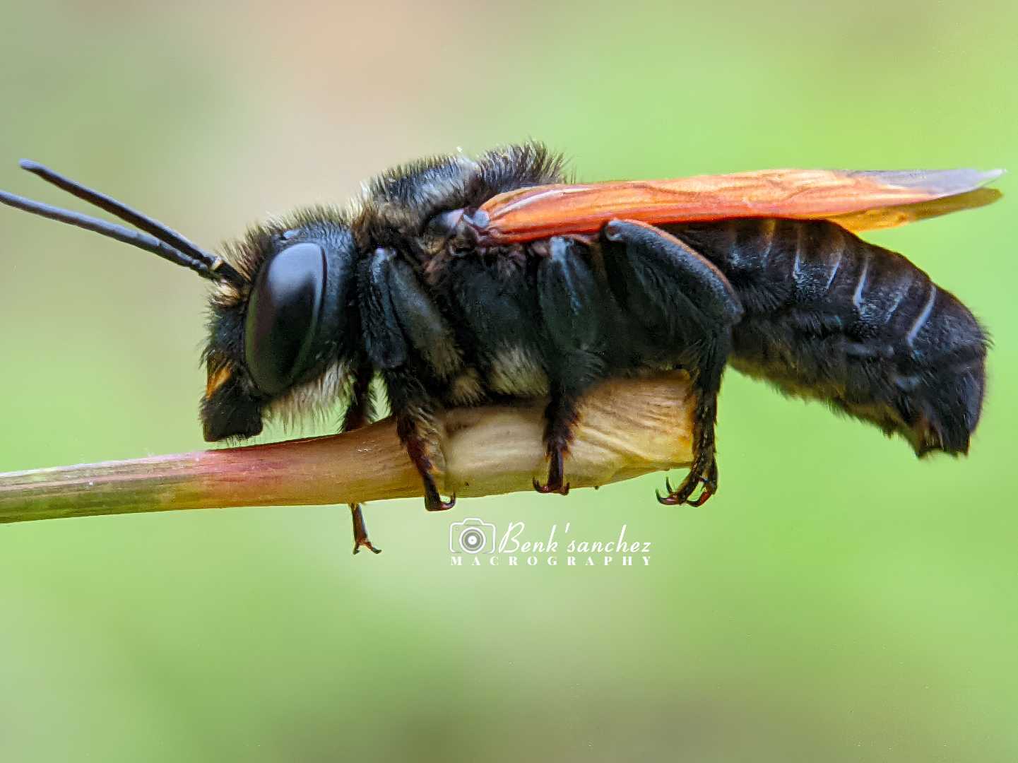 lebah hitam