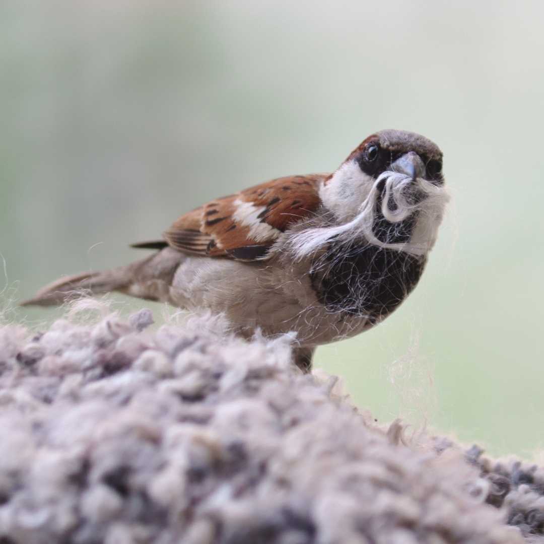 House Sparrow
