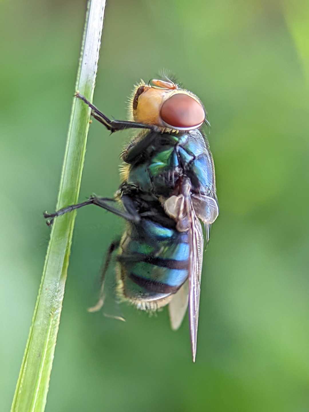 Lalat biru