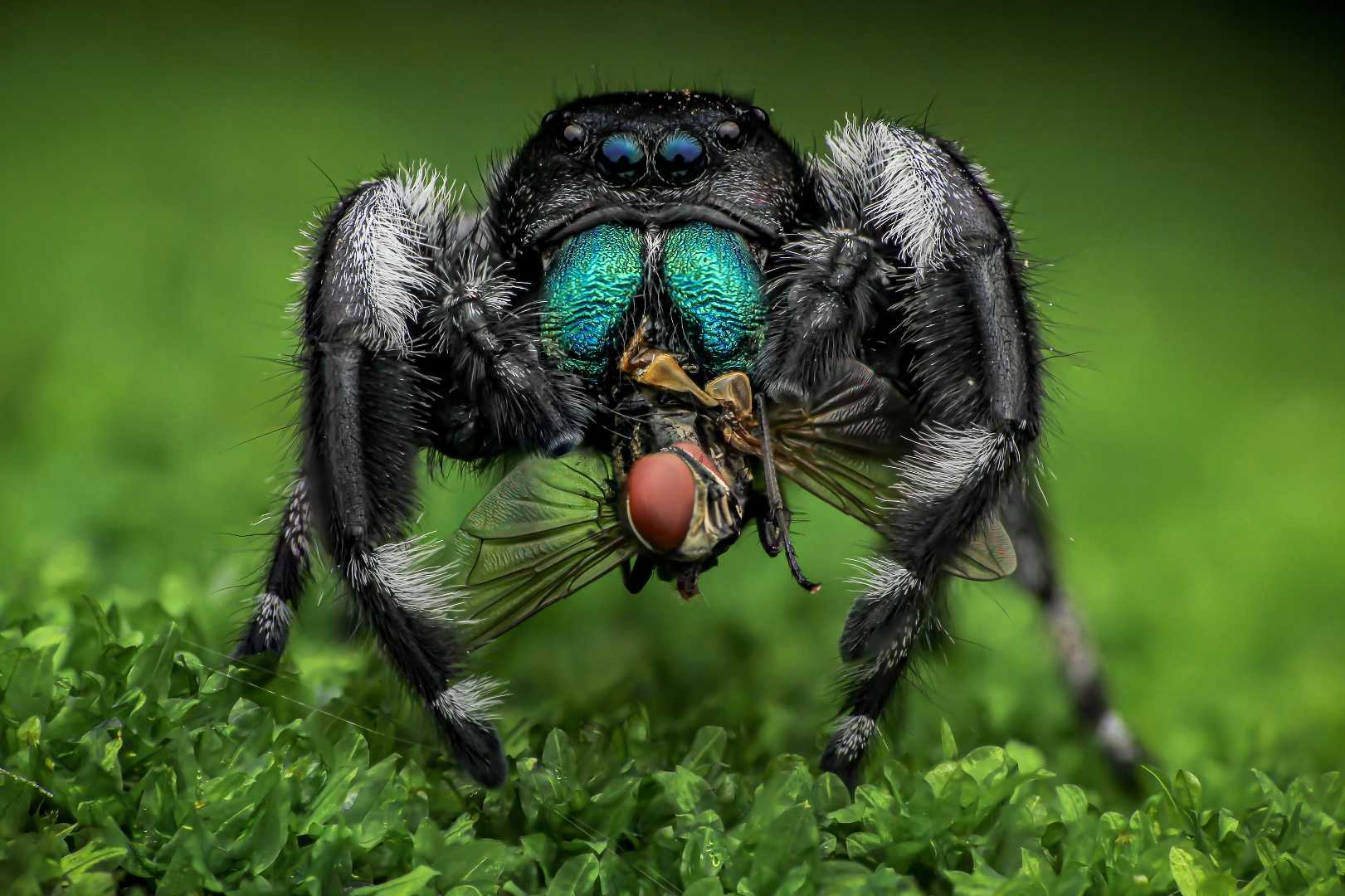 Phidippus Regius Male