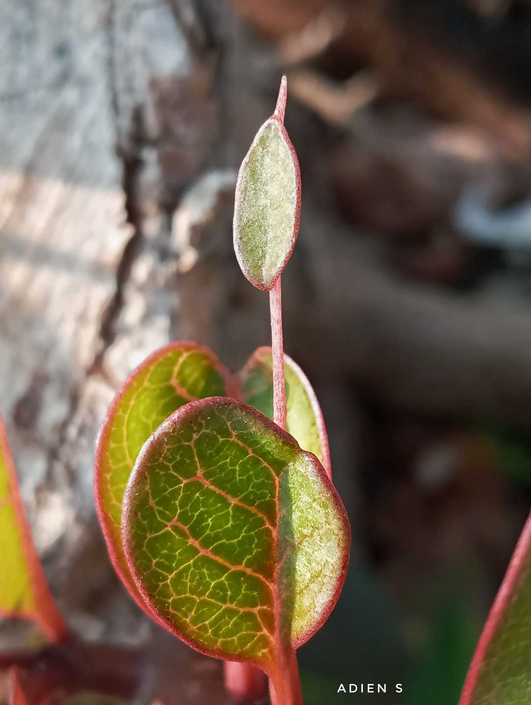 pucuk daun kamoja