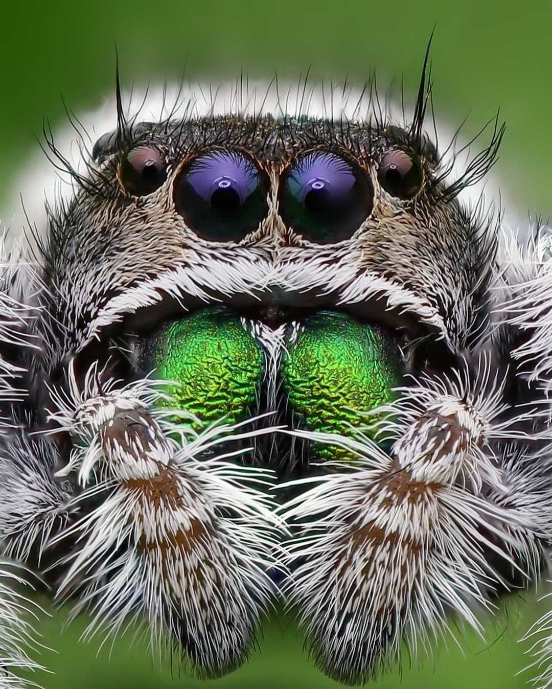 phidippus Regius
