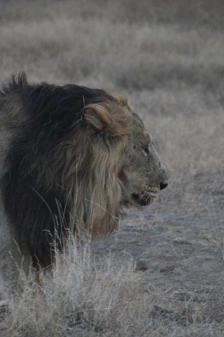 king.