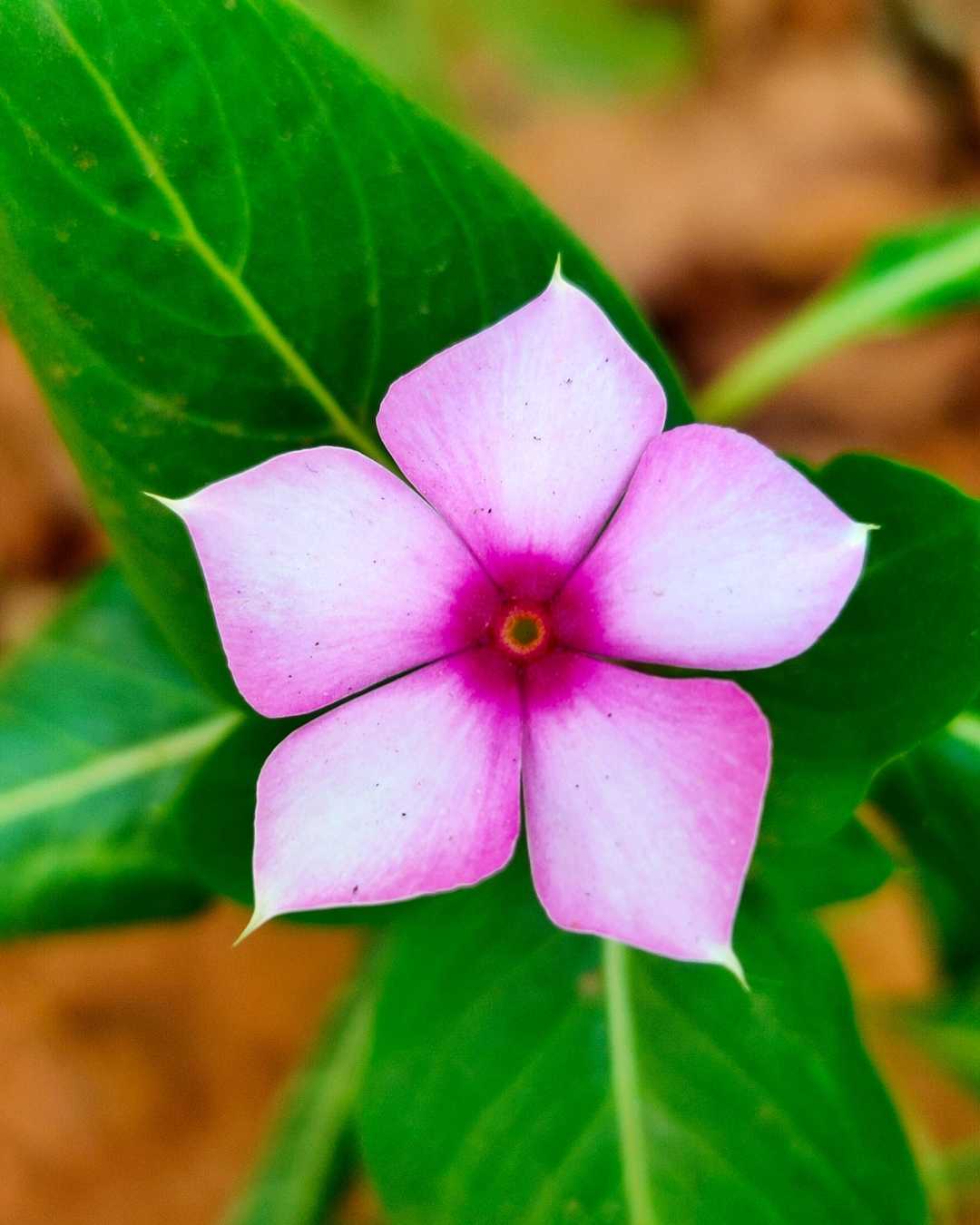 Good Morning 🌸 Pindlers