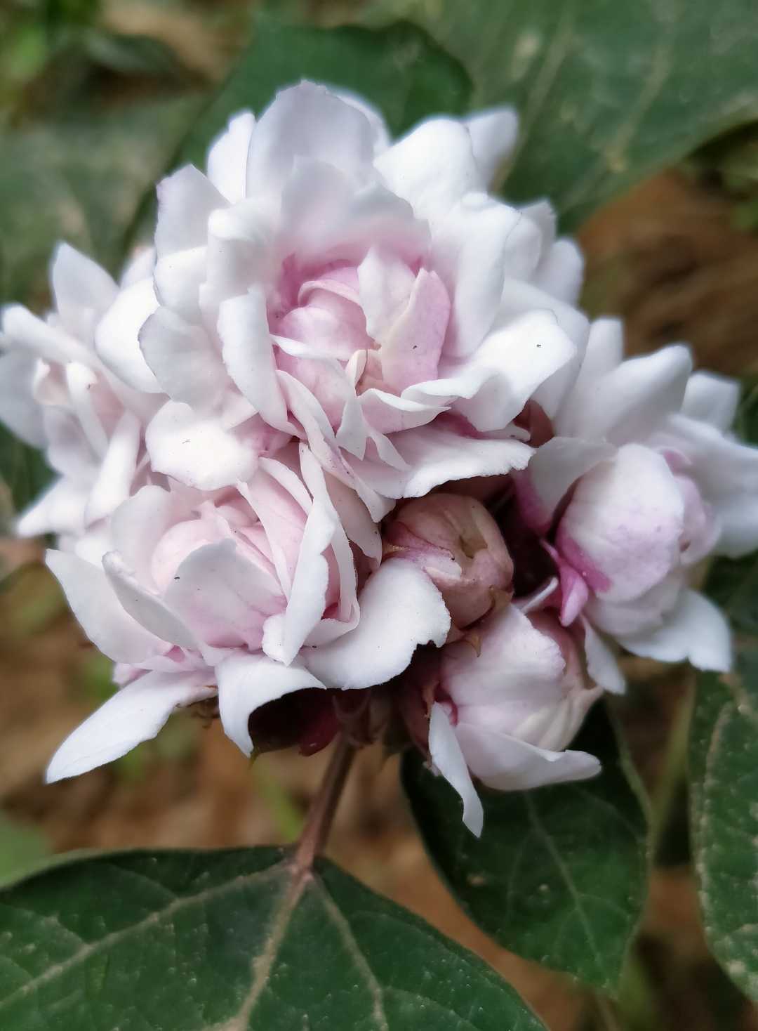 Clerodendrum