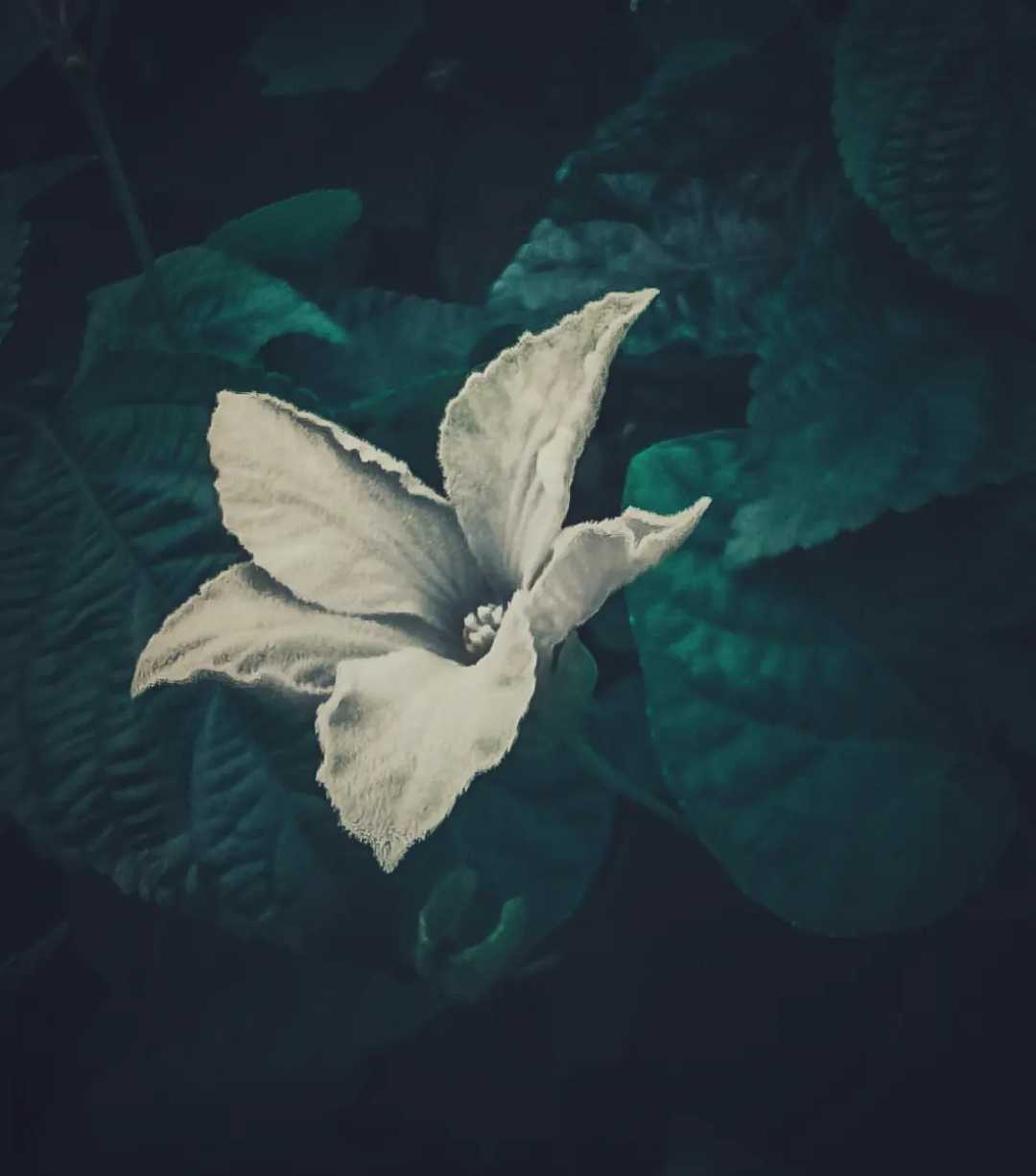 FLOWER PHOTOGRAPHY 