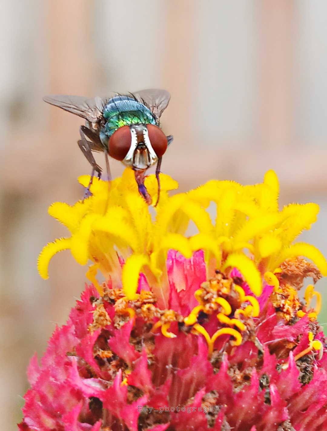 Chrysomya megacephala