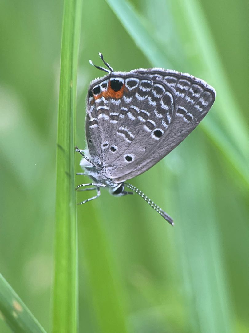 Luthrodes Pandawa