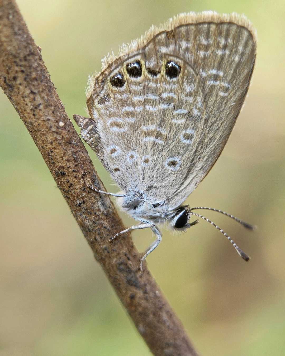 Grass jewel portrait