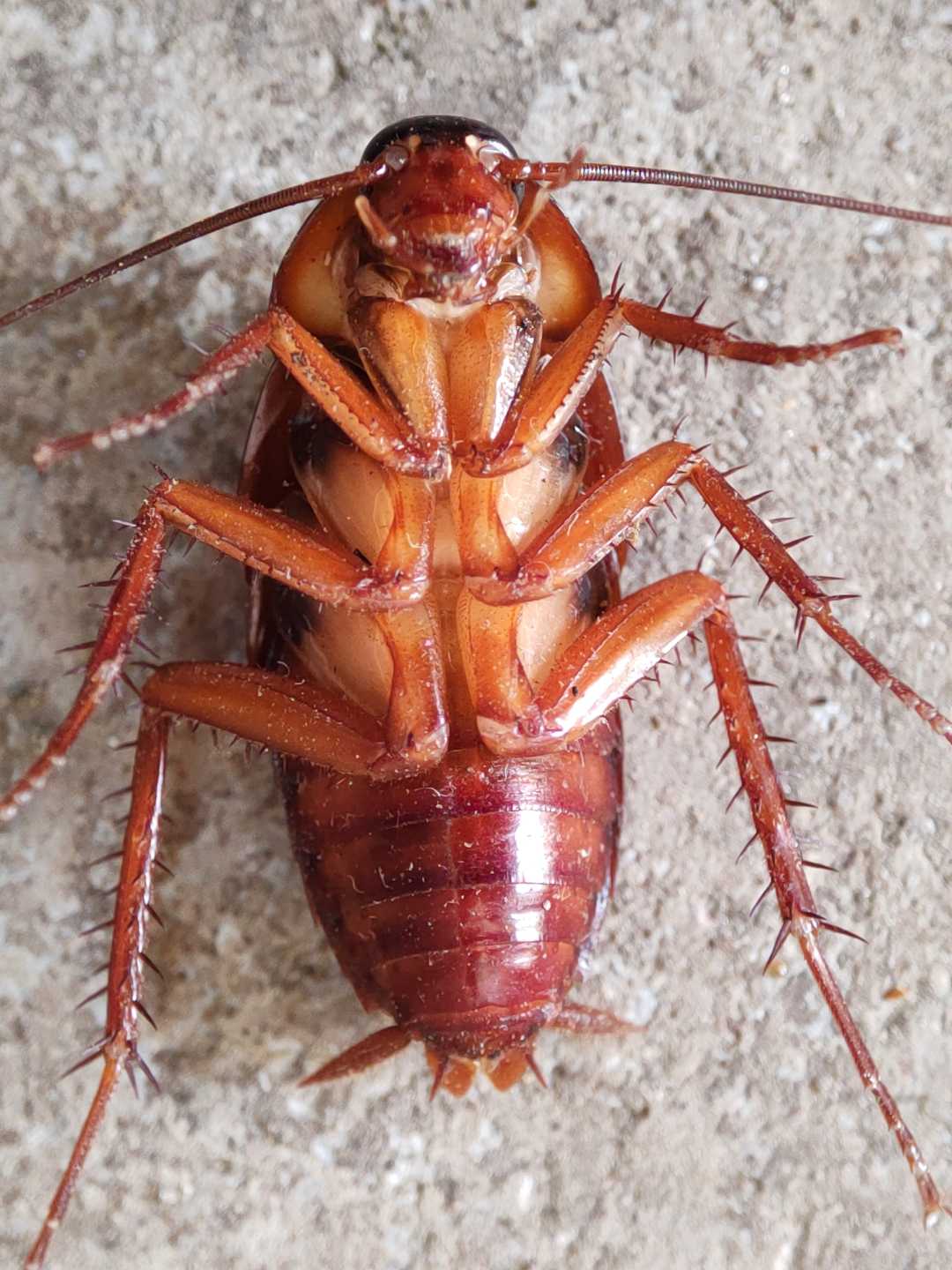 cockroach 🪳
