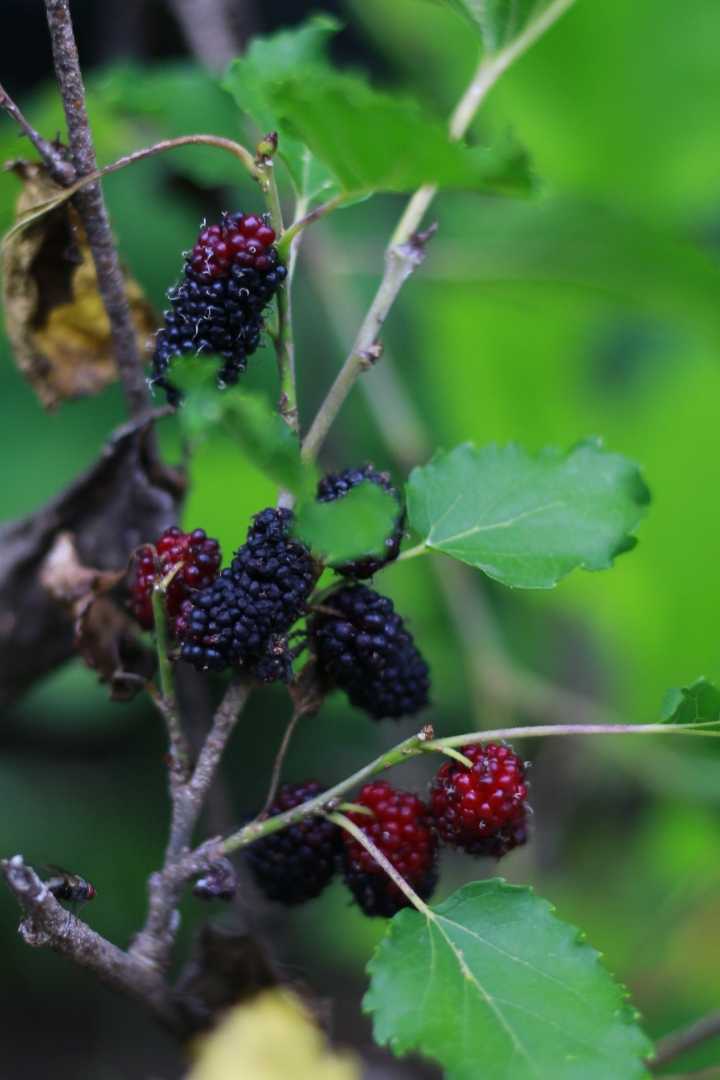 Buah Murbei 