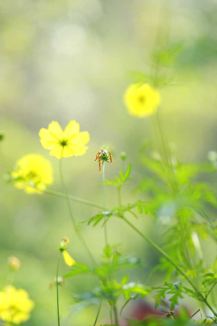 flower photography ❤️