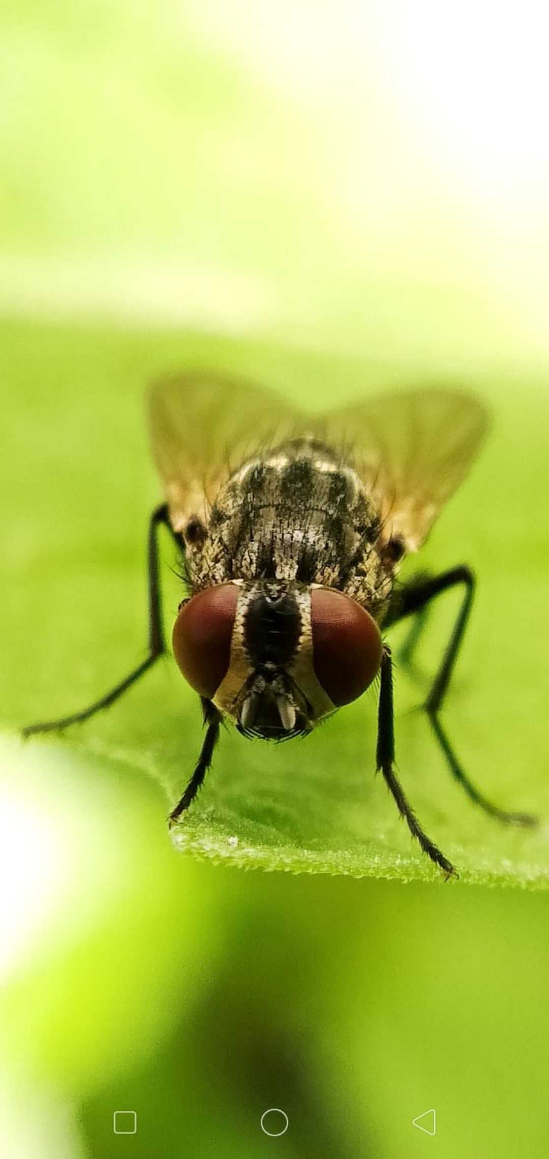 Lalat 
