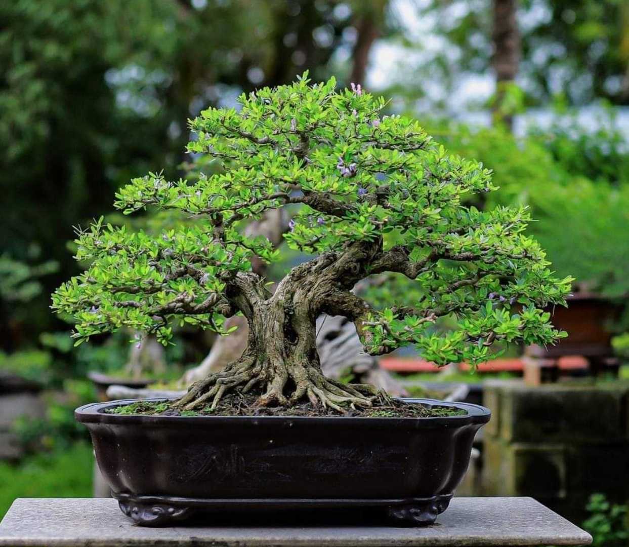 🌳
