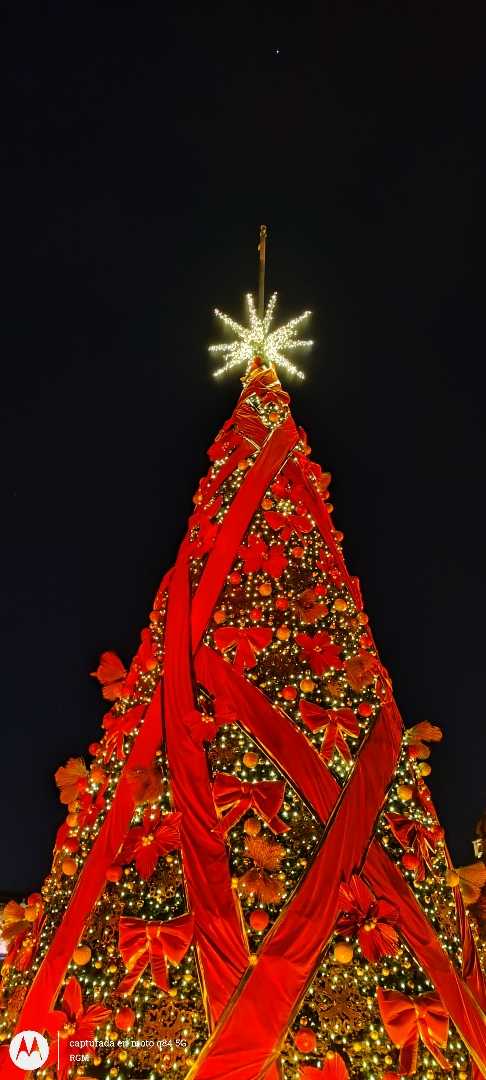 El árbol gigante de navidad 🎄