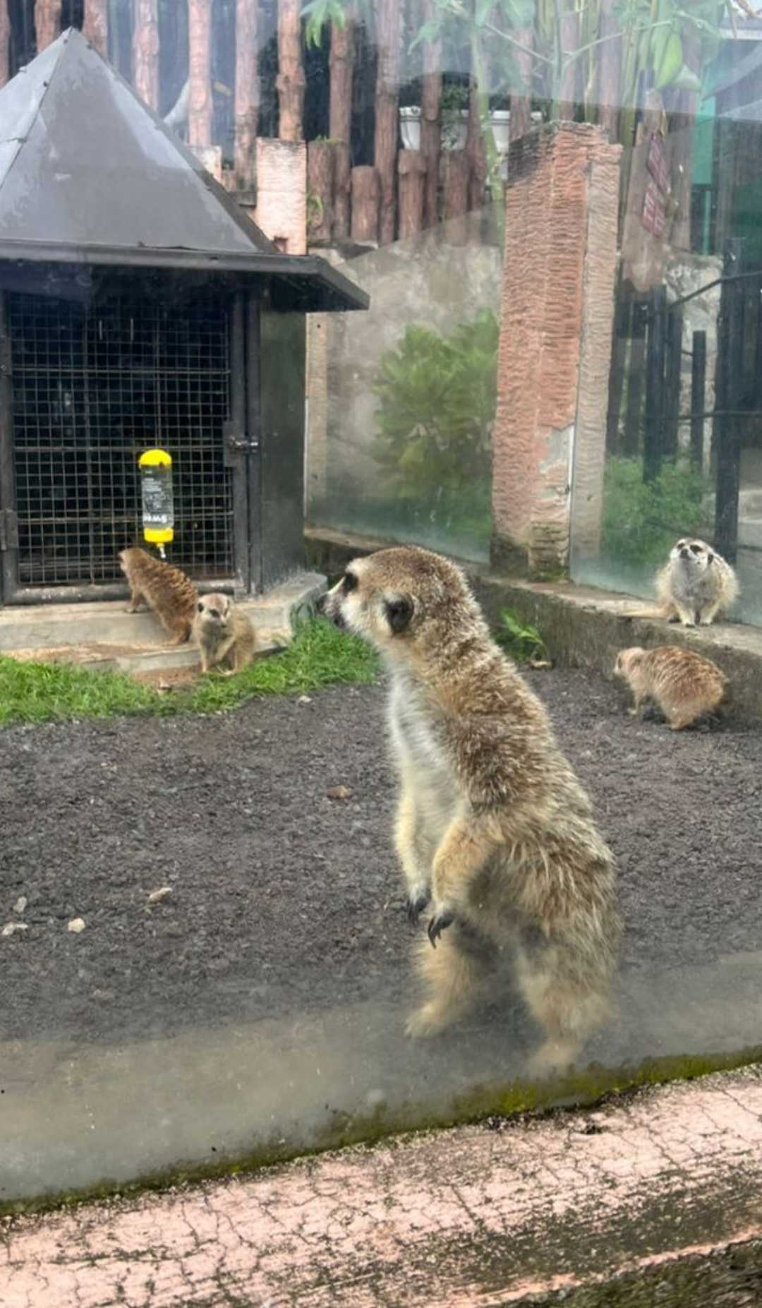 Meerkat