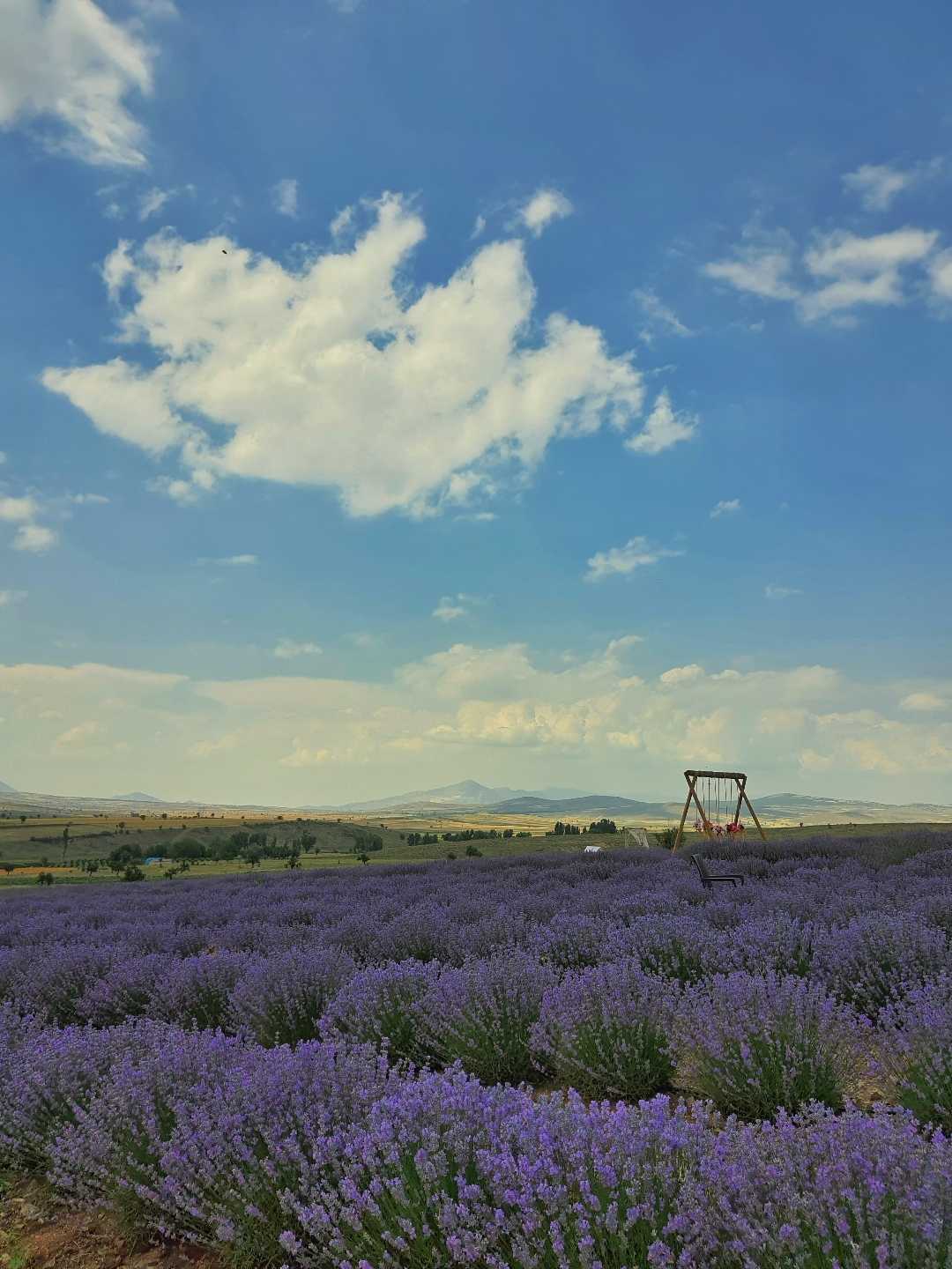lavanta bahçeleri 